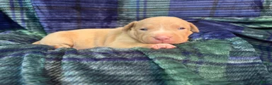 American Bully Puppy 1