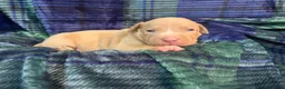 American Bully dogs for sale: American Bully Puppy 1 - Ad 7