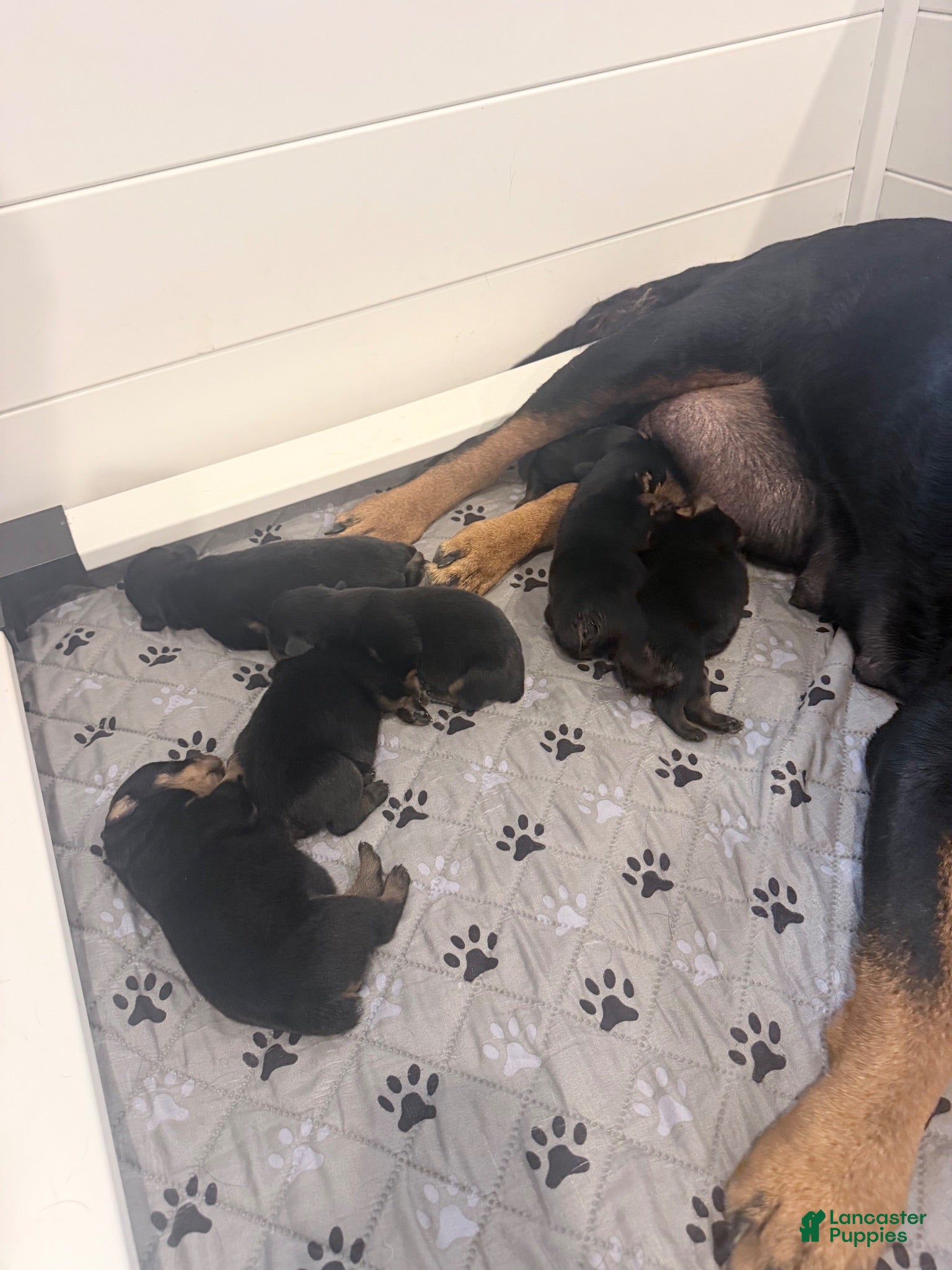 Rottweiler dogs Rottweiler 5 - Ad 14