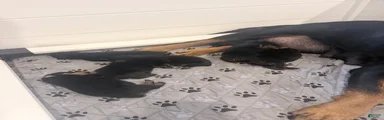 Rottweiler 5