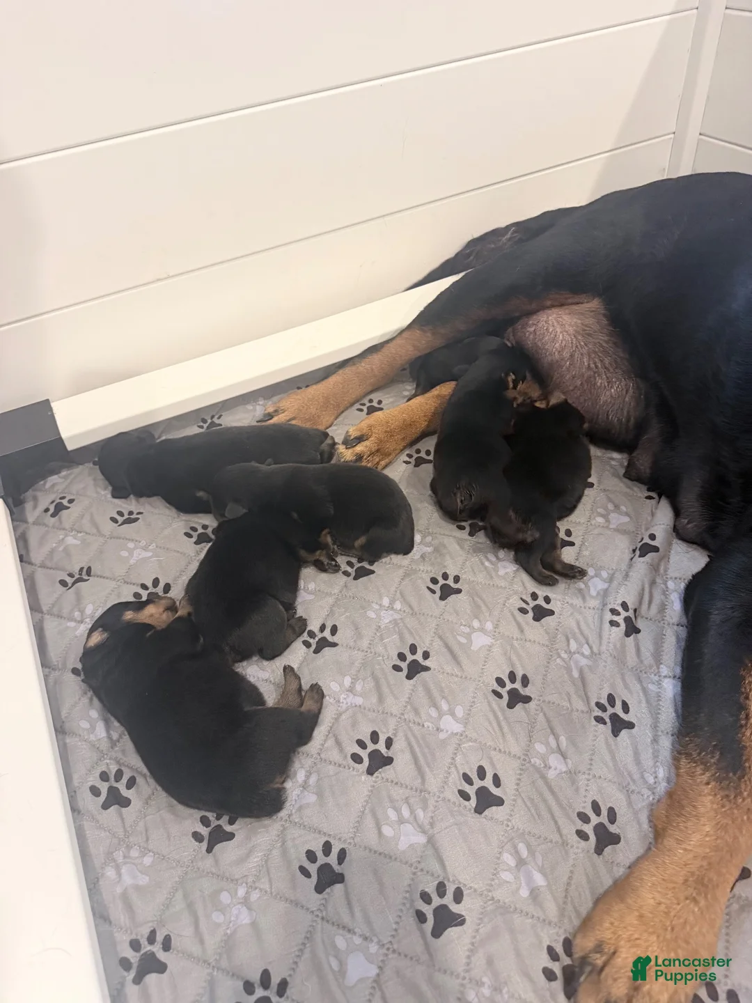 Rottweiler dogs for sale: Rottweiler 5 - Ad 1
