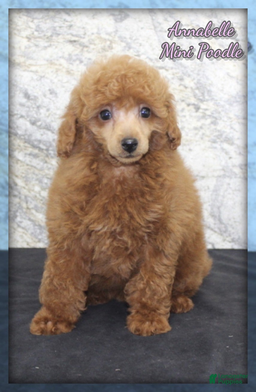 Miniature Poodle dogs for sale: Annabelle - Ad 3