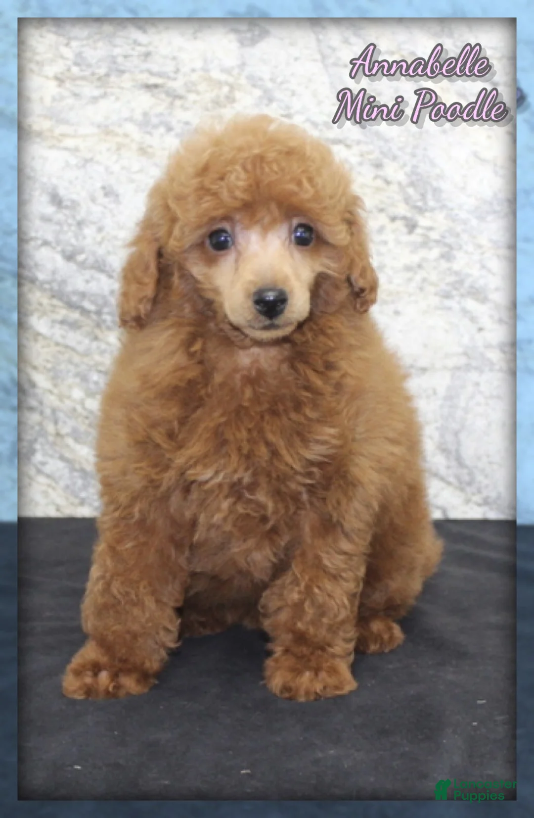 Miniature Poodle dogs for sale: Annabelle - Ad 1