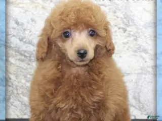 Miniature Poodle dogs for sale: Annabelle - Ad 3