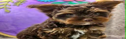Yorkshire Terrier dogs for sale: Denver - Ad 9
