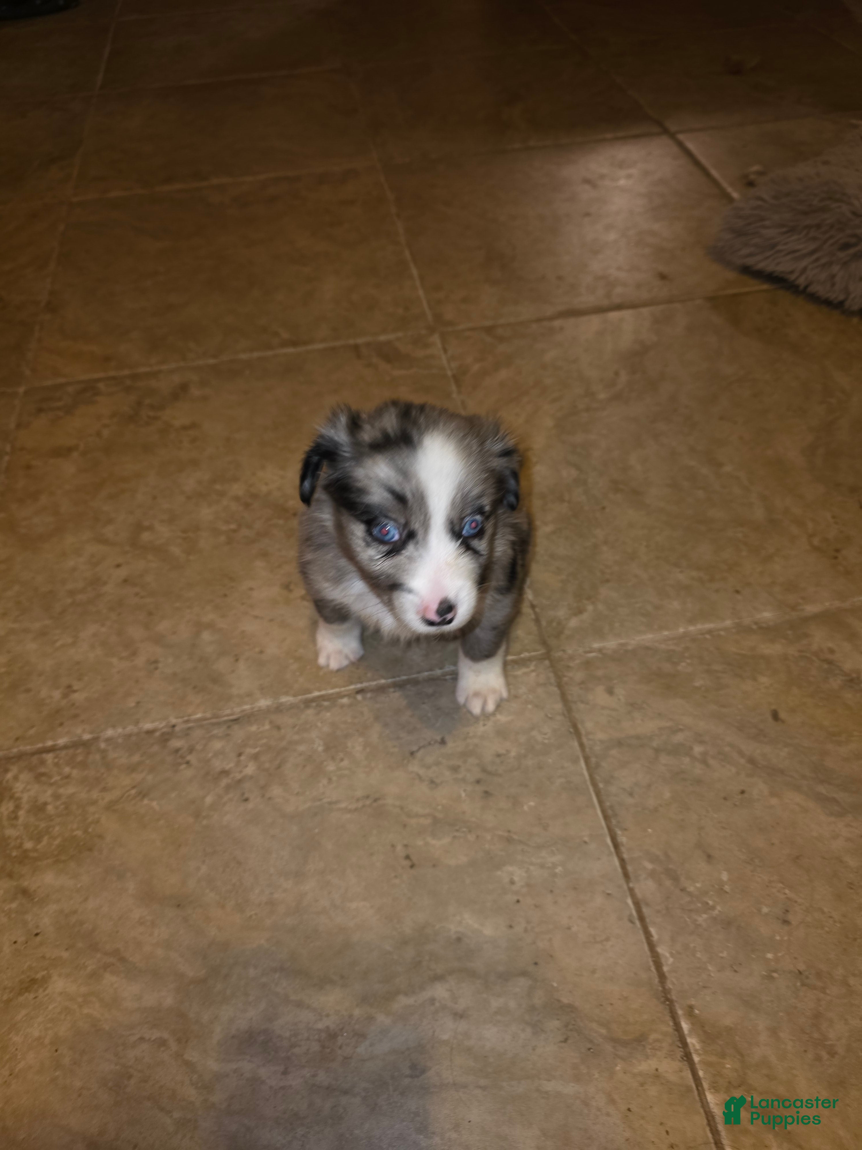 Miniature Australian Shepherd dogs Miniature Australian Shepherd Puppy 4 - Ad 9