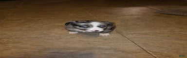 Miniature Australian Shepherd Puppy 4