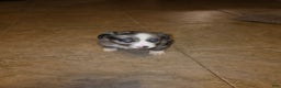 Miniature Australian Shepherd dogs for sale: Miniature Australian Shepherd Puppy 4 - Ad 1