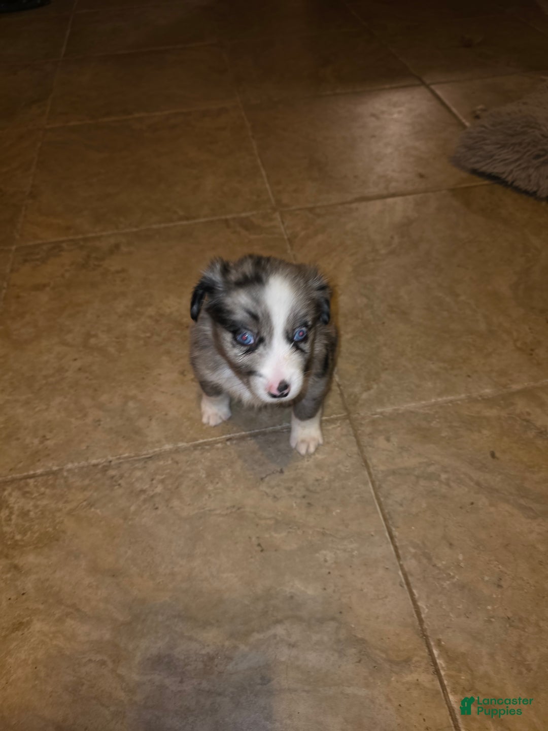 Miniature Australian Shepherd dogs for sale: Miniature Australian Shepherd Puppy 4 - Ad 1