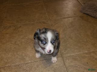 Miniature Australian Shepherd dogs Miniature Australian Shepherd Puppy 4 - Ad 5