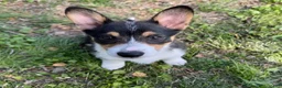 Welsh Corgi Pembroke dogs for sale: Aang - Ad 1