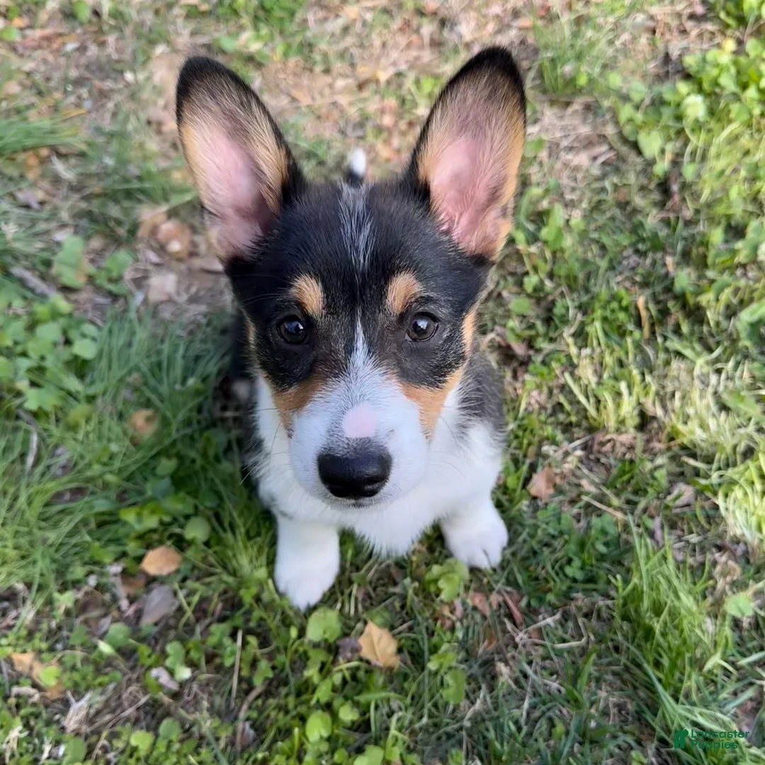 Welsh Corgi Pembroke dogs for sale: Aang - Ad 1