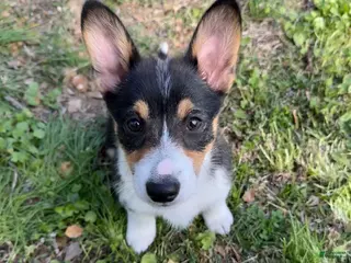 Welsh Corgi Pembroke dogs Aang - Ad 5