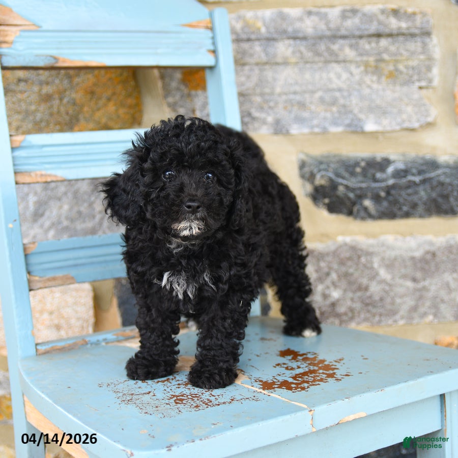 Mixed Breed dogs Bonnie - Ad 1