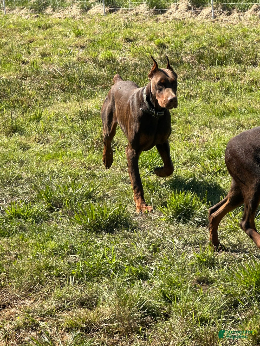 Doberman Pinscher dogs for stud: CESAR STUD  - Ad 2