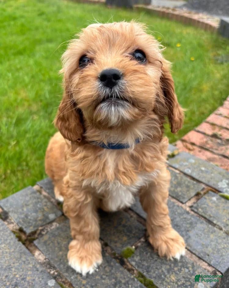 Cavapoo dogs Jamie - Ad 34