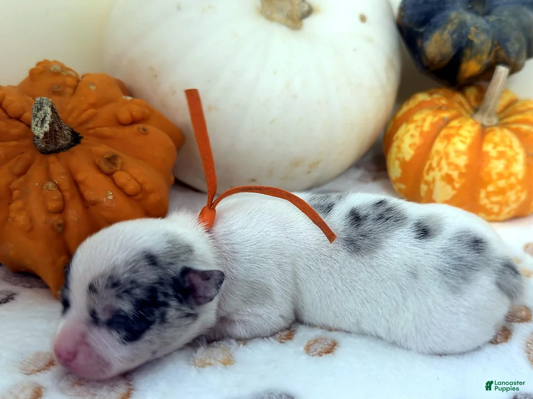 Chihuahua dogs for sale: Orange - Ad 1