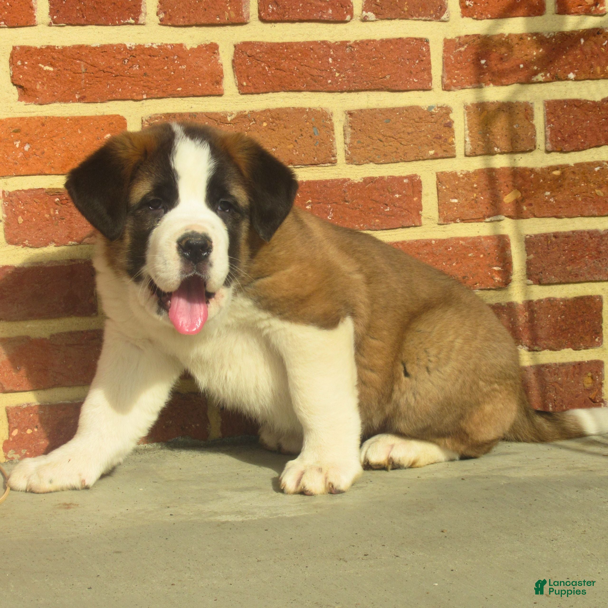 Saint Bernard dogs Deena  - Ad 2