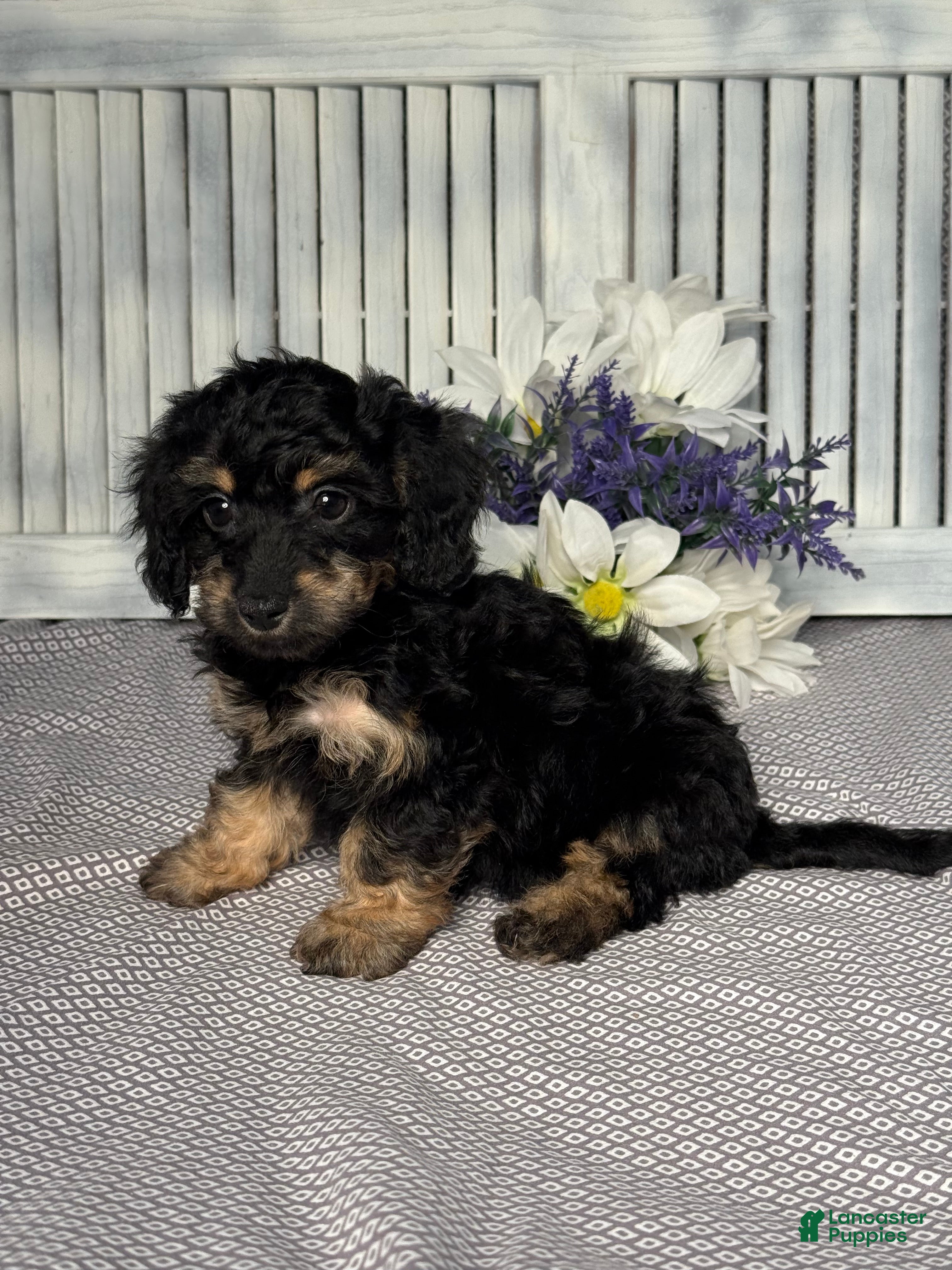 Mixed Breed dogs Callie - Ad 2