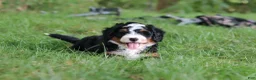 Mini Bernedoodle dogs for sale: Charlie - Ad 7