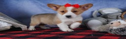 Welsh Corgi Pembroke dogs for sale: Mack - Ad 3