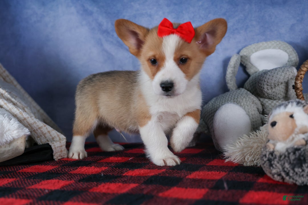Welsh Corgi Pembroke dogs for sale: Mack - Ad 3