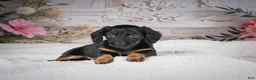 Miniature Dachshund dogs for sale: AKC-Mary - Ad 8