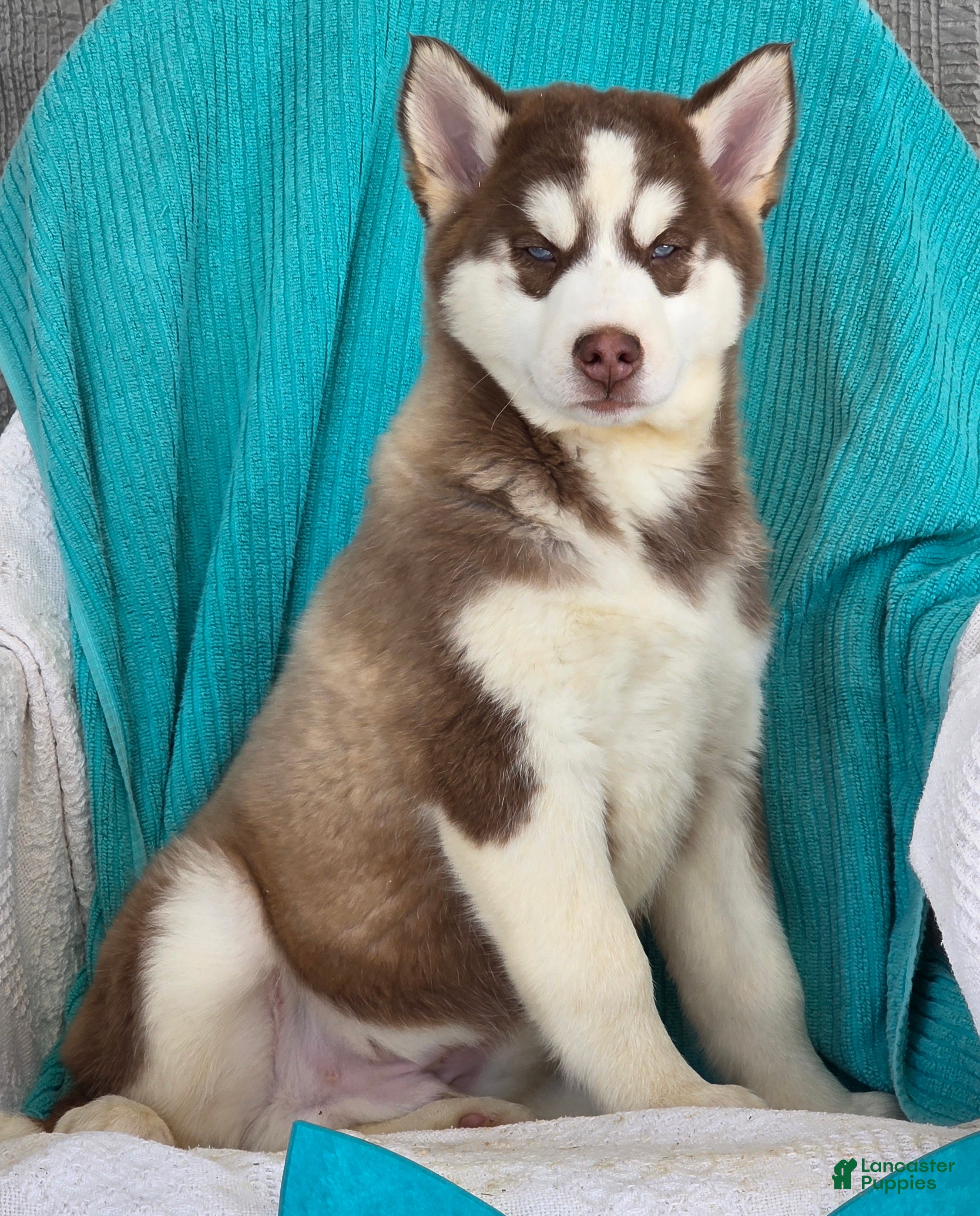Siberian Husky dogs Dustin - Ad 1