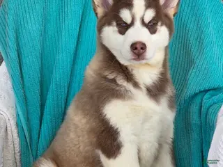 Siberian Husky dogs for sale: Dustin - Ad 3