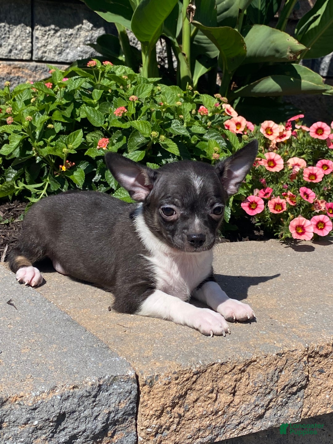 Chihuahua dogs for sale: Flanagan  - Ad 7