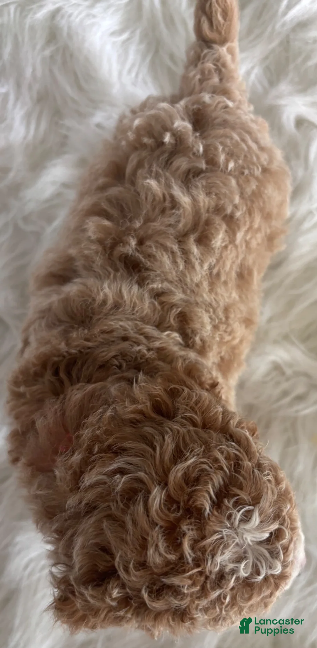 Cavapoo dogs for sale: Lilly - Ad 4