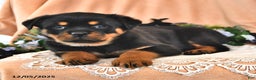 Rottweiler dogs for sale: Roger - Ad 3