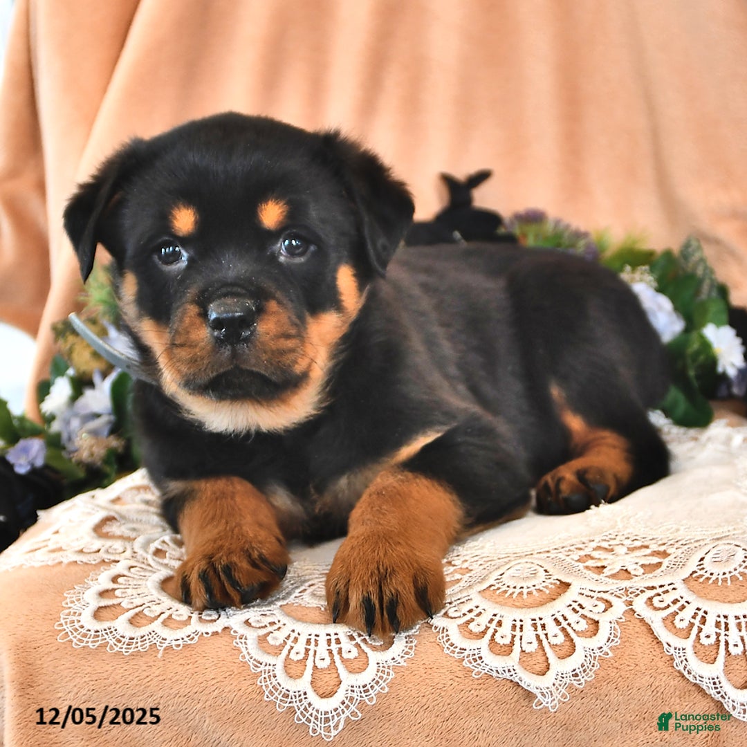 Rottweiler dogs for sale: Roger - Ad 3