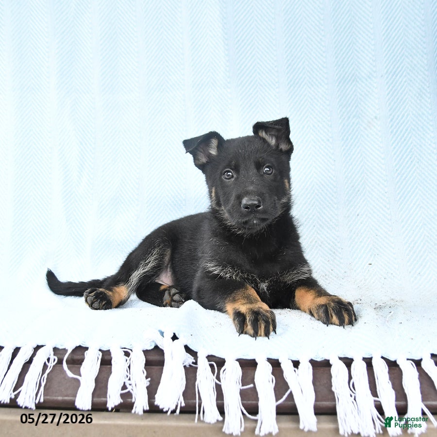 German Shepherd dogs Peach  - Ad 1
