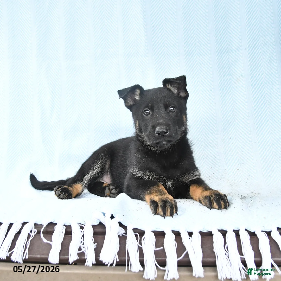 German Shepherd dogs for sale: Peach  - Ad 1