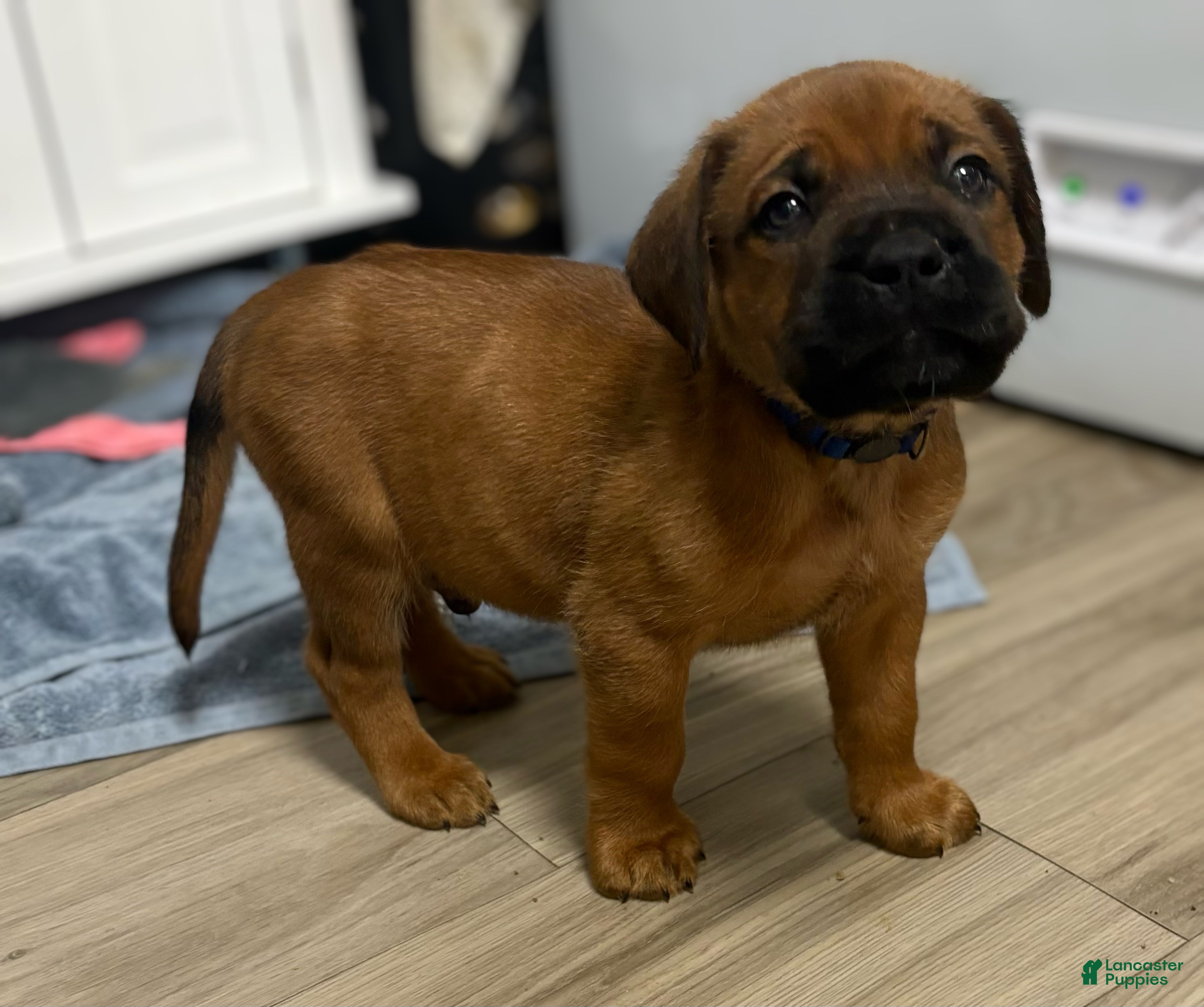 Mixed Breed dogs Blue - Ad 2