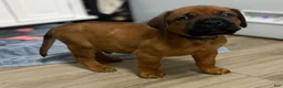 Mixed Breed dogs for sale: Blue - Ad 1