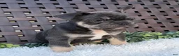 Mixed Breed dogs for sale: Mixed Breed 1 - Ad 5