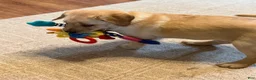 Labrador Retriever dogs for sale: Ellie  - Ad 3