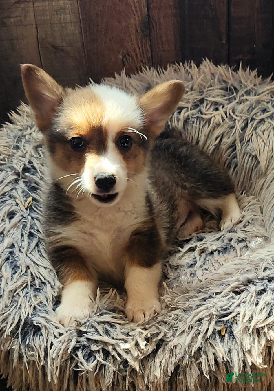 Welsh Corgi Pembroke dogs  Puppy 1 - Ad 7