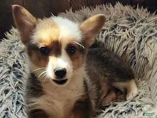 Welsh Corgi Pembroke dogs Puppy 1 - Ad 7