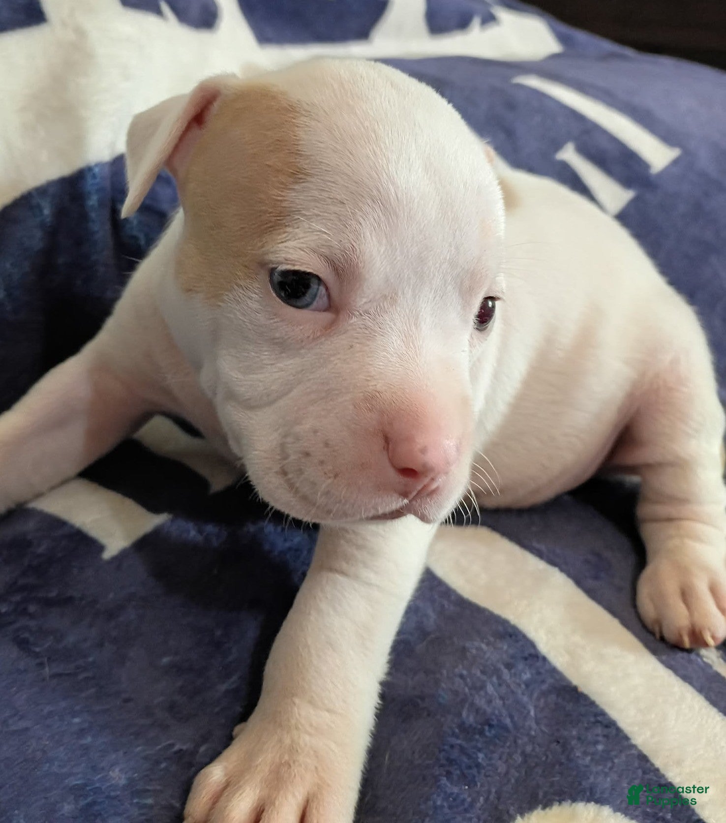 American Bully dogs Lilac piebald merle female - Ad 2