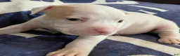 American Bully dogs for sale: Lilac piebald merle female - Ad 2