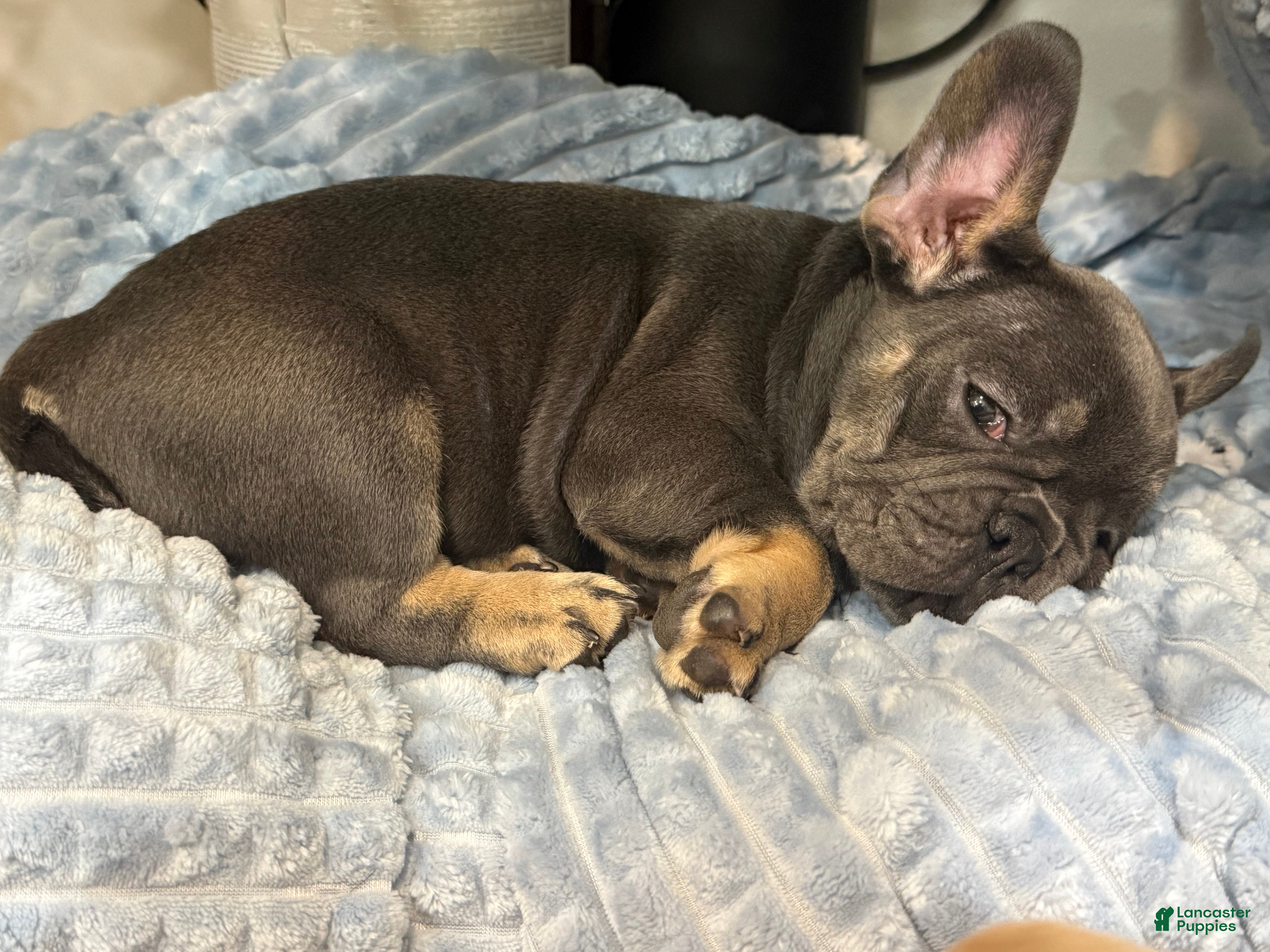 French Bulldog dogs French Bulldog 2 - Ad 2