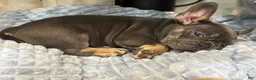 French Bulldog dogs for sale: French Bulldog 2 - Ad 2