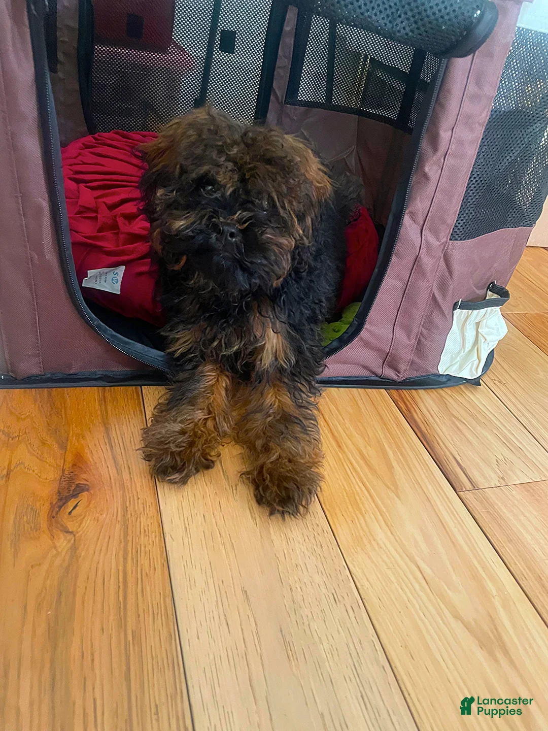 Shihpoo dogs for sale: Shihpoo Puppy 1 - Ad 3