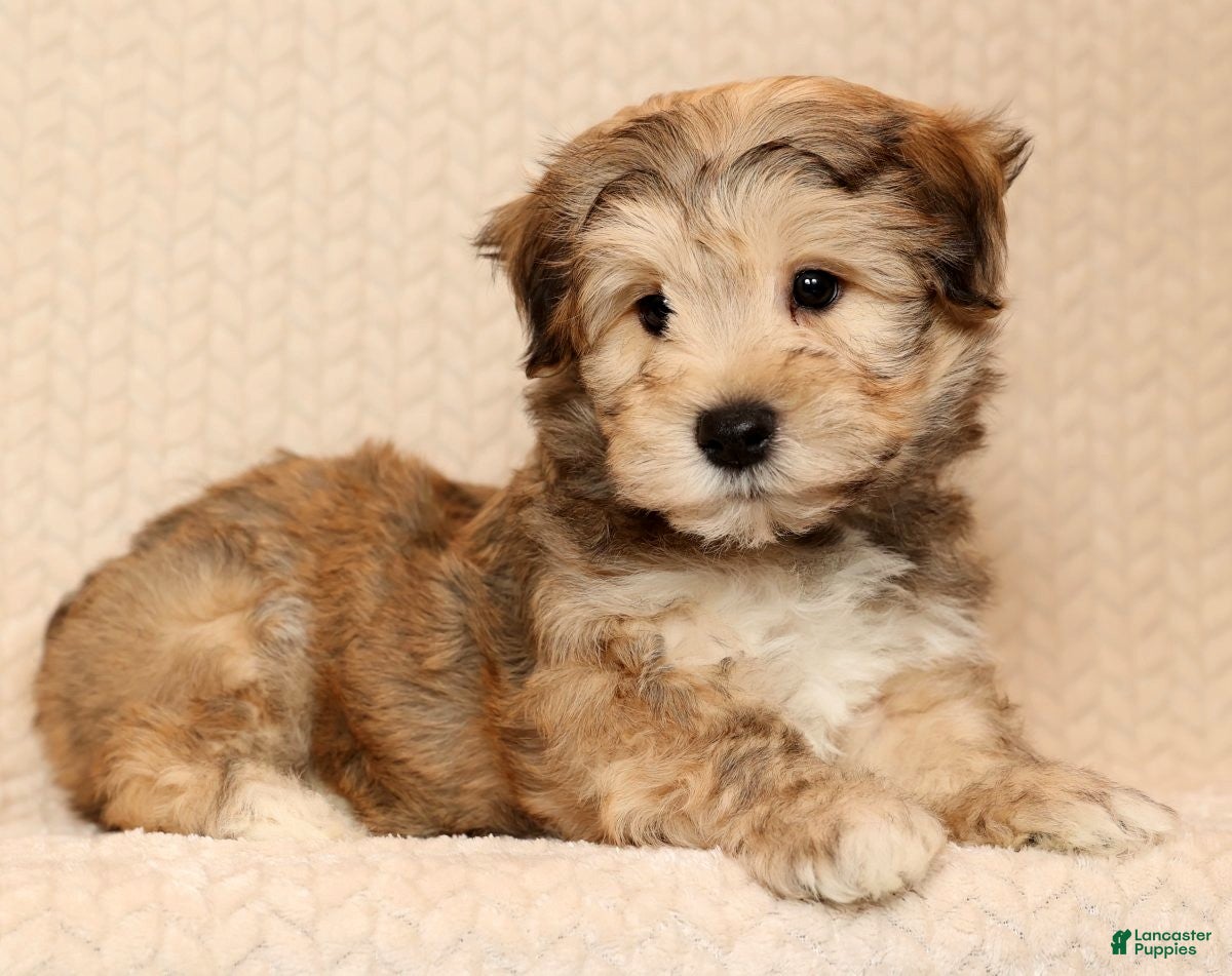 Yochon dogs Cody - Ad 8