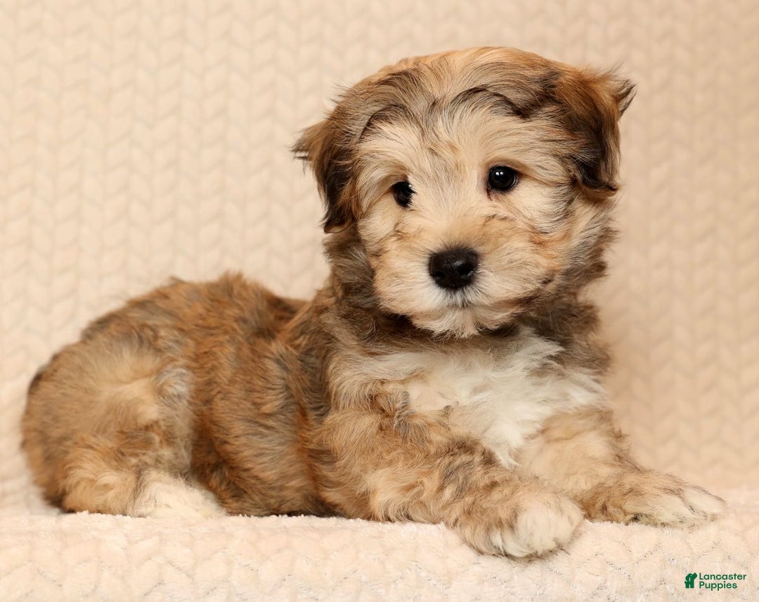 Yochon dogs for sale: Cody - Ad 1