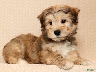 Yochon dogs Cody - Ad 18