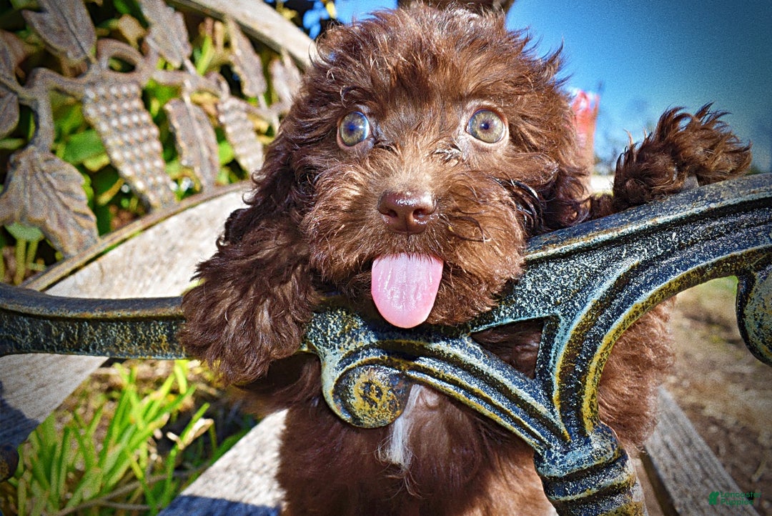 Havapoo dogs for sale: Itsy - Ad 5